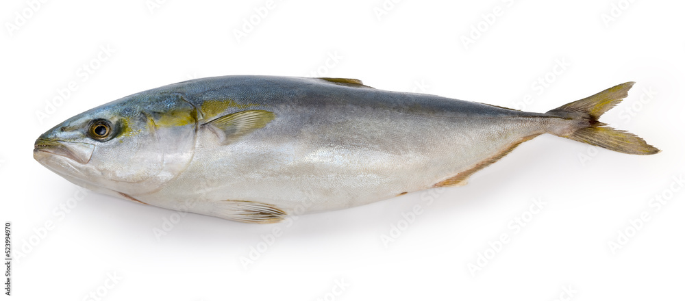 Chilled carcass of the yellowtail on a white background Chilled carcass of the yellowtail on a white background