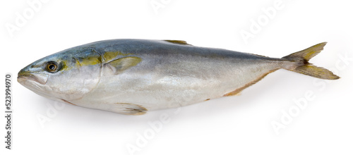 Chilled carcass of the yellowtail on a white background