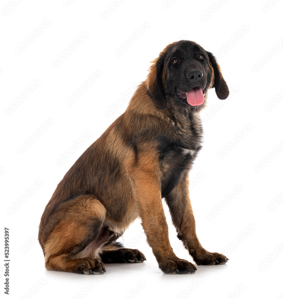 puppy Leonberger in studio puppy Leonberger in studio