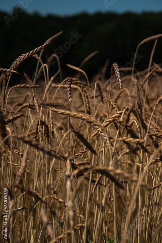 grass in the wind
