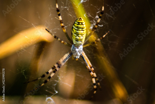spider on web