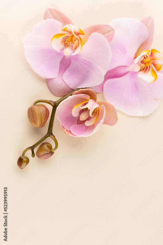 Pink spa orchid theme objects on pastel background.