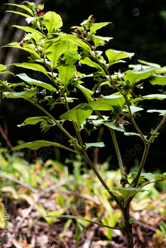leaf