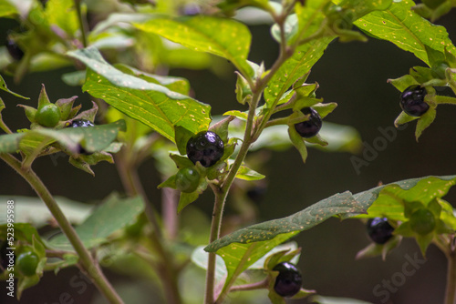 black currant berries