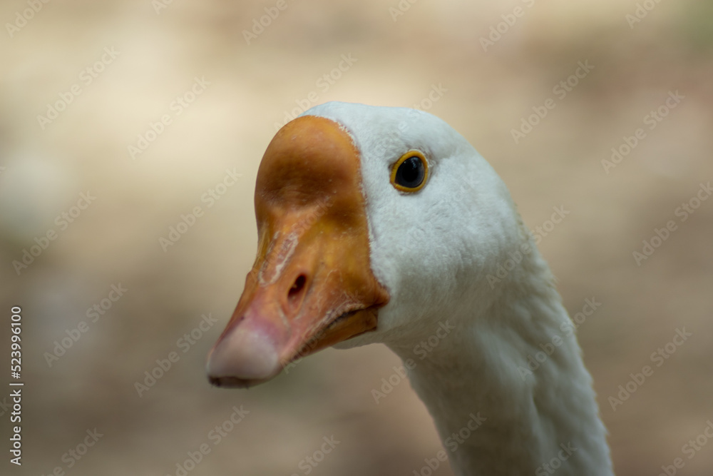 portrait of a goose