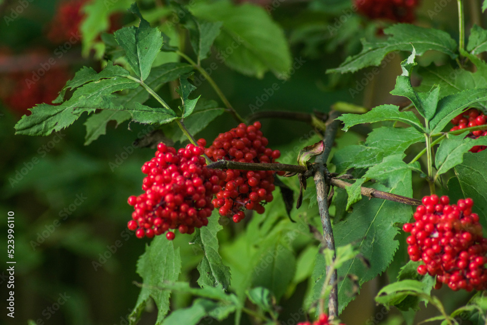red currant berries