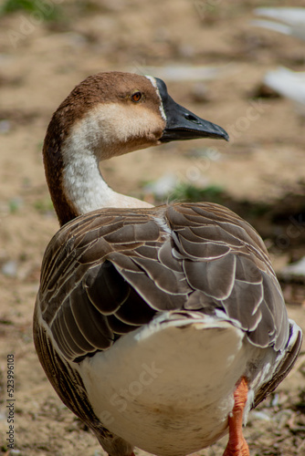 duck in the zoo