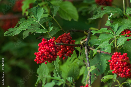 red currant berries