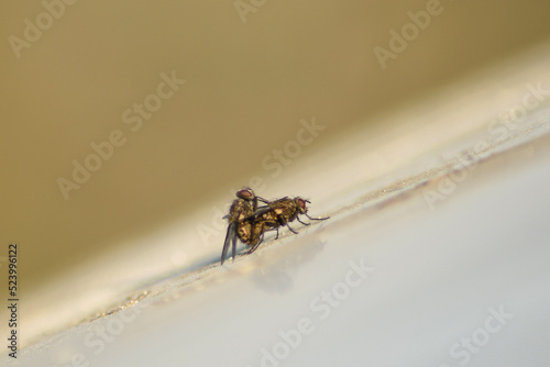 spider on the ground