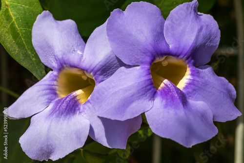 Two flowers of thunbergia grandiflora