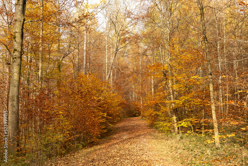 stiller Weg im Wald, Herbst, goldene Farben