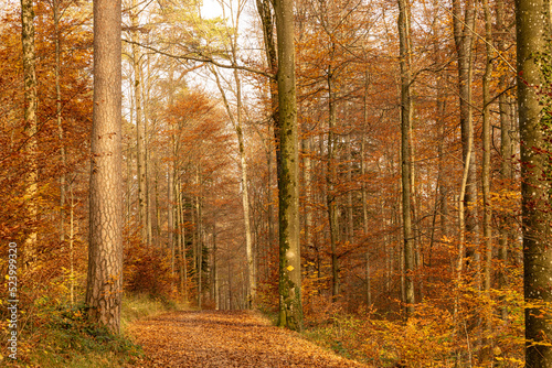 Herbstwald im goldenen Licht, ein Weg durch ein Tor aus Baumstämmen
