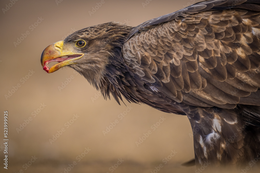 Obraz premium White tailed eagle close-up portrait
