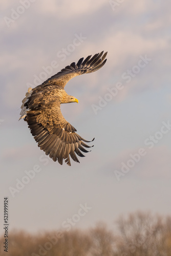 White tailed eagle flying in the air