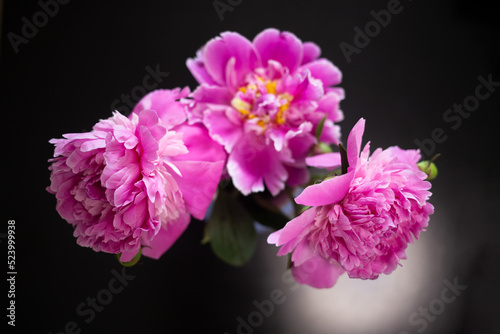 beautiful fresh pink peonies on black background