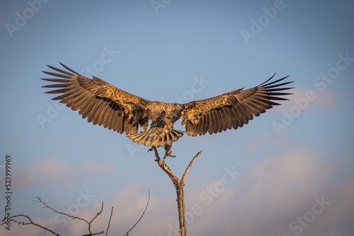 White tailed eagle flying in the air