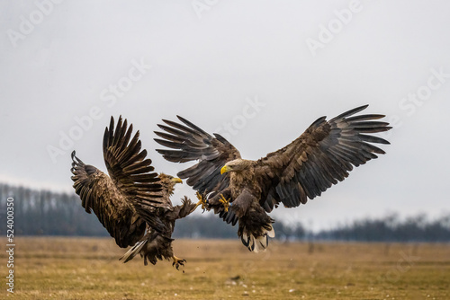 Battle of the white tailed eagles in the air