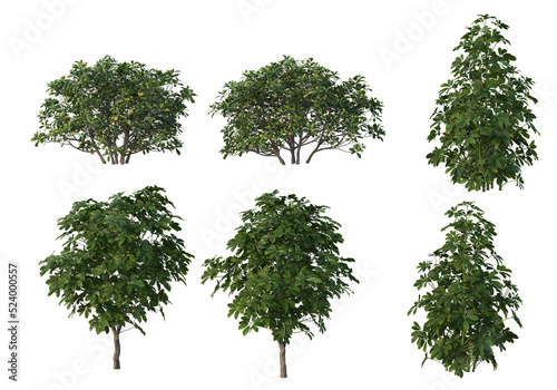 Shrubs and tree on a transparent background 