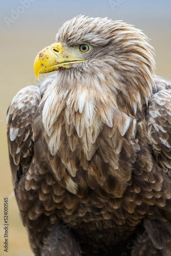 White tailed eagle close-up portrait