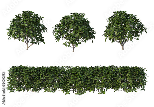 Shrubs and tree on a transparent background 