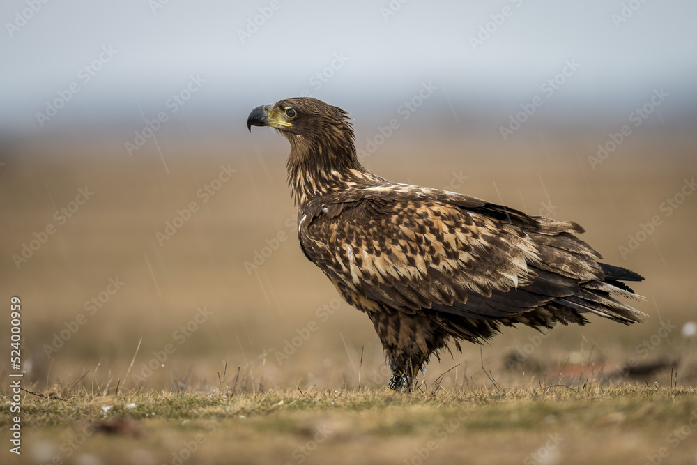 White tailed eagle on the ground White tailed eagle on the ground