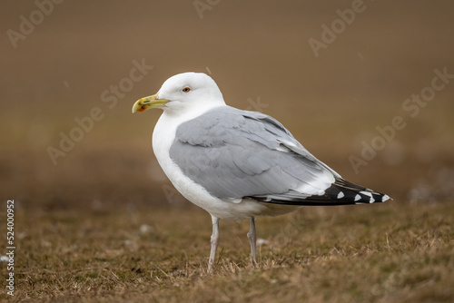 seagull portrait