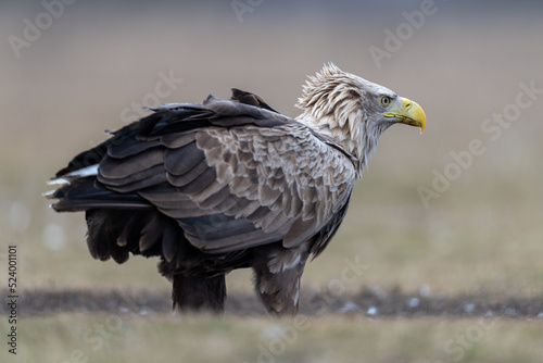 White tailed eagle on the ground