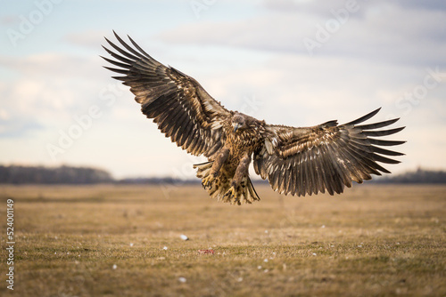 White tailed eagle flying in the air © ELCON s.r.o.
