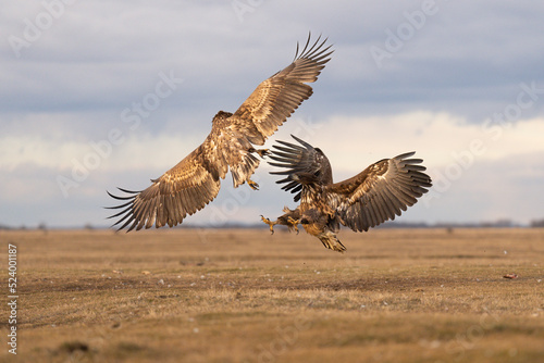 Battle of the white tailed eagles in the air