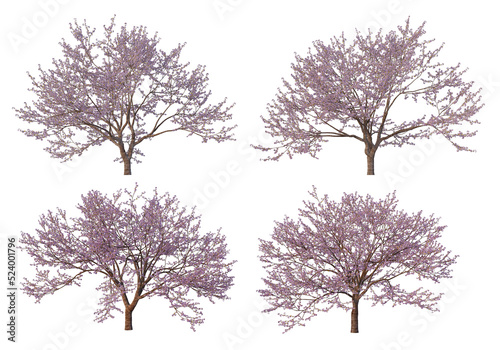 The tree has flowers on a transparent background 