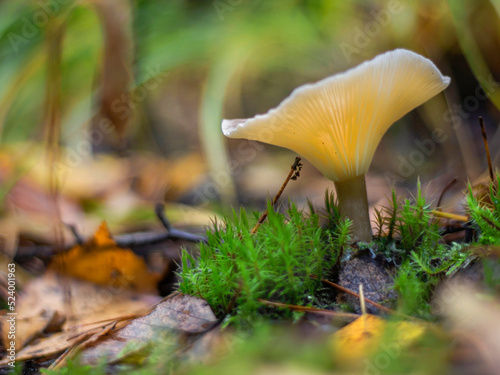 a beautiful mushroom in a fabulous forest illuminated by the sun