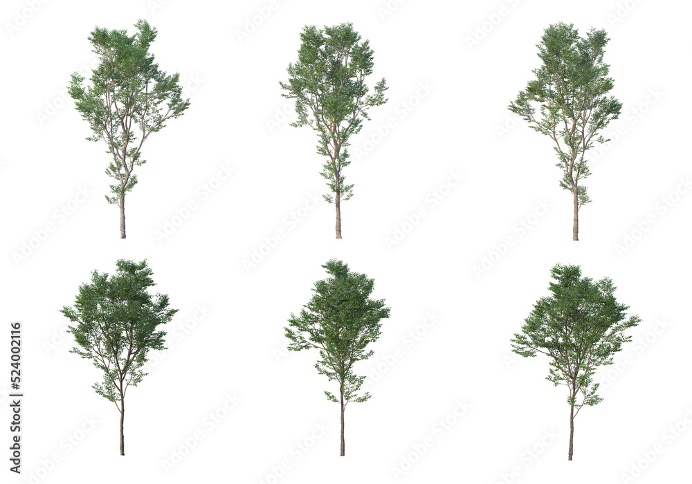 Tree on a transparent background
