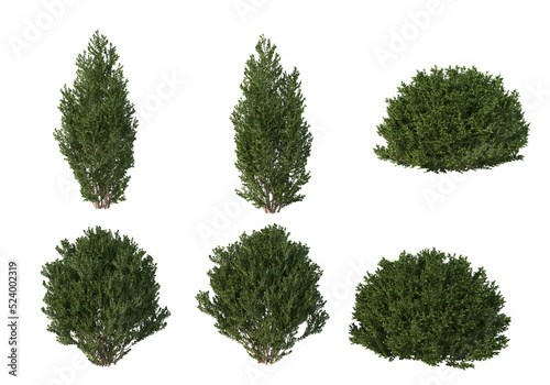 Shrubs and grass on a transparent background
