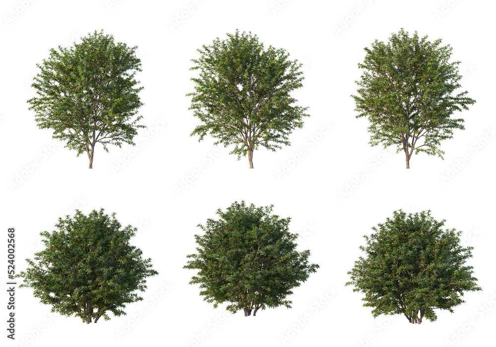 Shrubs and flower on a transparent background
