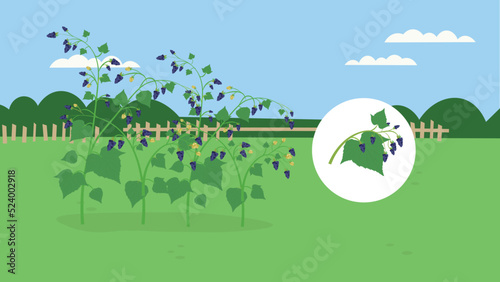 blackberry bushes with ripe berries