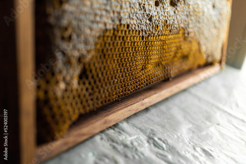 Bee honeycomb on a frame with honey