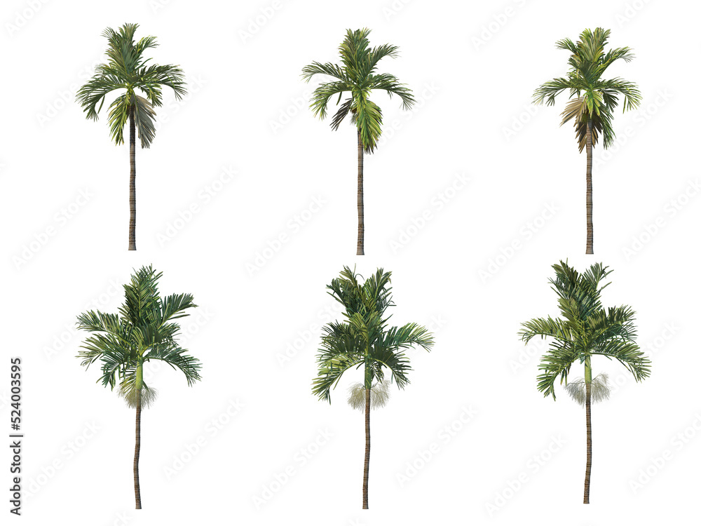 Palm trees on a transparent background
