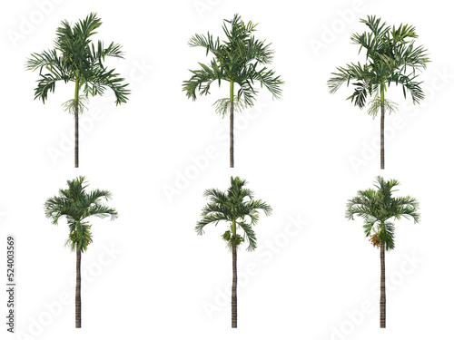 Palm trees on a transparent background 