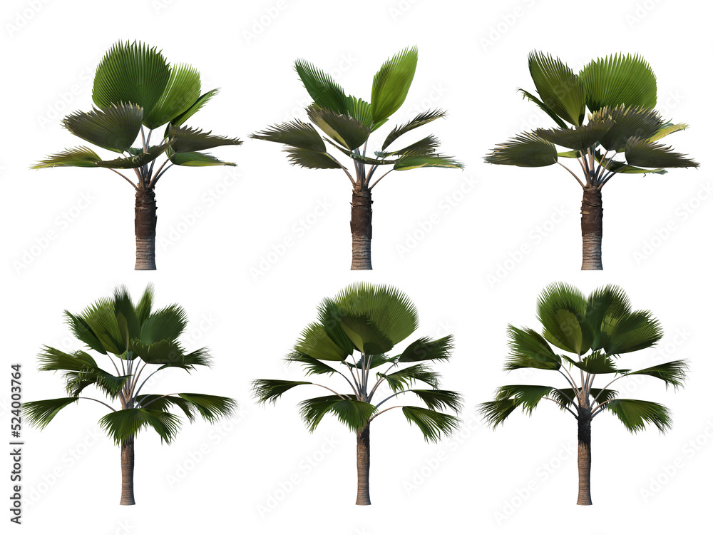 Obraz premium Palm trees on a transparent background 