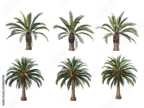 Palm trees on a transparent background  © jomphon