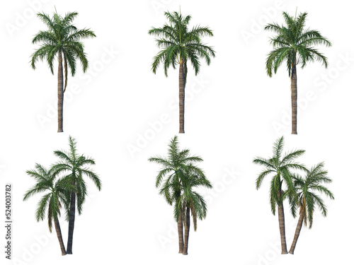 Palm trees on a transparent background 