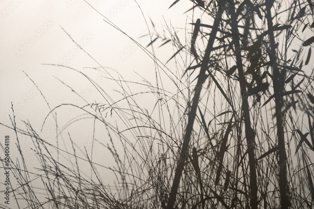 Obraz premium Bamboo silhouette behind white transparent paper, shadows from plants. Beautiful art background of plant leaves.