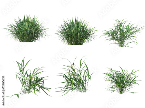 grass and flower on a transparent background 