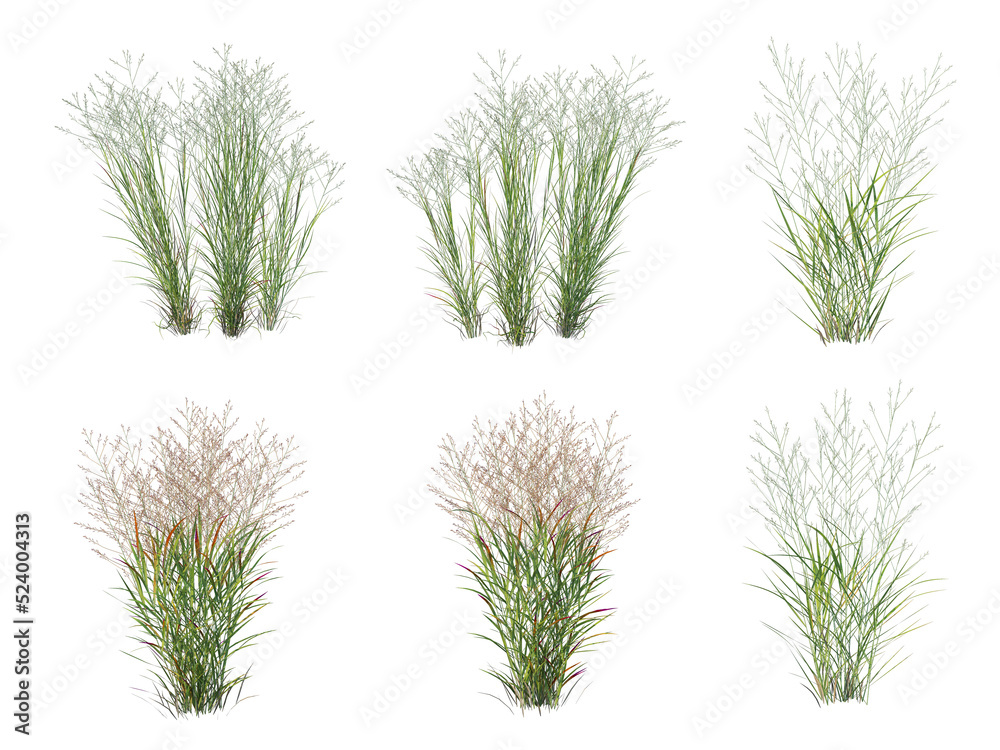 Grass on a transparent background
