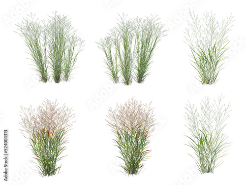 Grass on a transparent background 