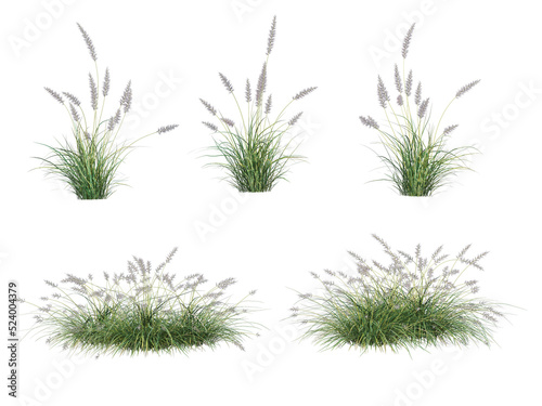 Grass on a transparent background 