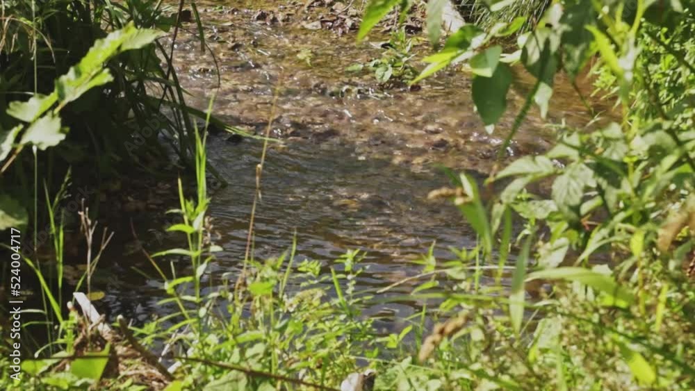 grass and water grass and water