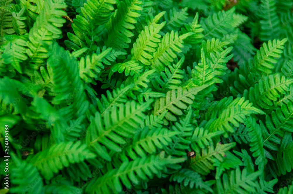 green and young fern close-up