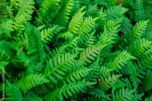 green and young fern close-up