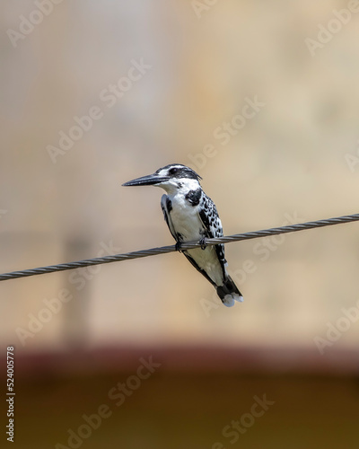 pied kingfisher or Ceryle rudis perched on an electric wire line in winter season at forest of central india asia photo